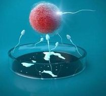 女性有染色体罗氏易位在百色市做试管养囊成功率高吗？试管移植后需要保胎吗！